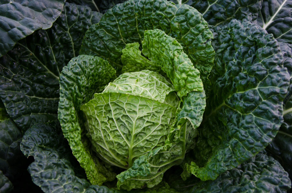 CHOU VERT FRISE