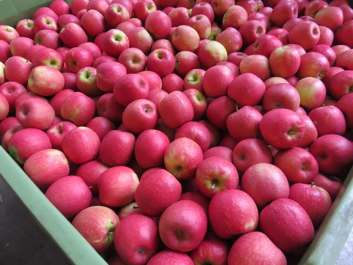 Pomme pink lady