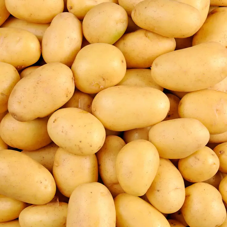 Pomme de terre à chair ferme