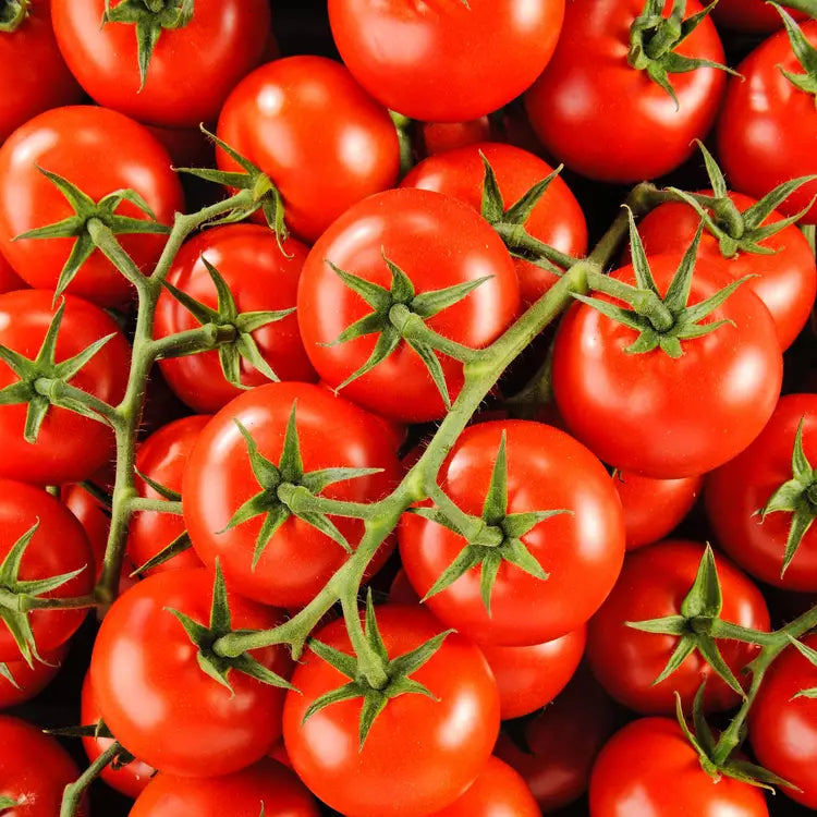 TOMATE COCKTAIL GRAPPE