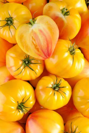TOMATE COTELEE JAUNE