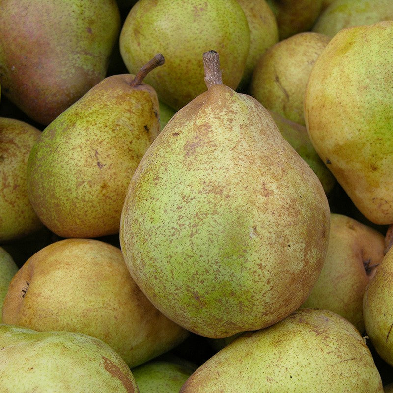 Poire comice