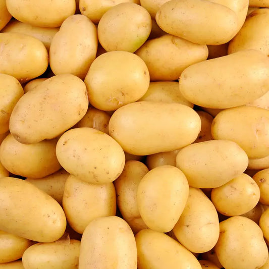 Pomme de terre à chair ferme