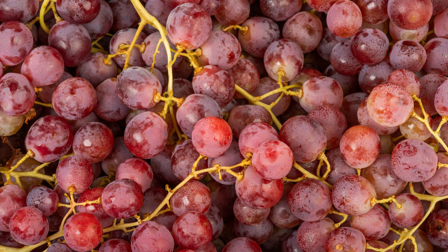 Raisin red globe